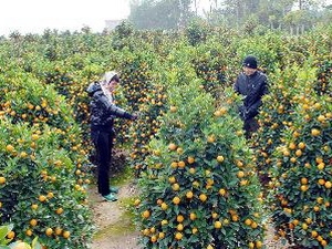 Cay canh, cây cảnh, cay cong trinh, cây công trình, thiet ke canh quan san vuon, thiết kế cảnh quan sân vườn, thi cong canh quan san vuon, thi công cảnh quan sân vườn, thiet ke thi cong ho ca, thiết kế thi công hồ cá…